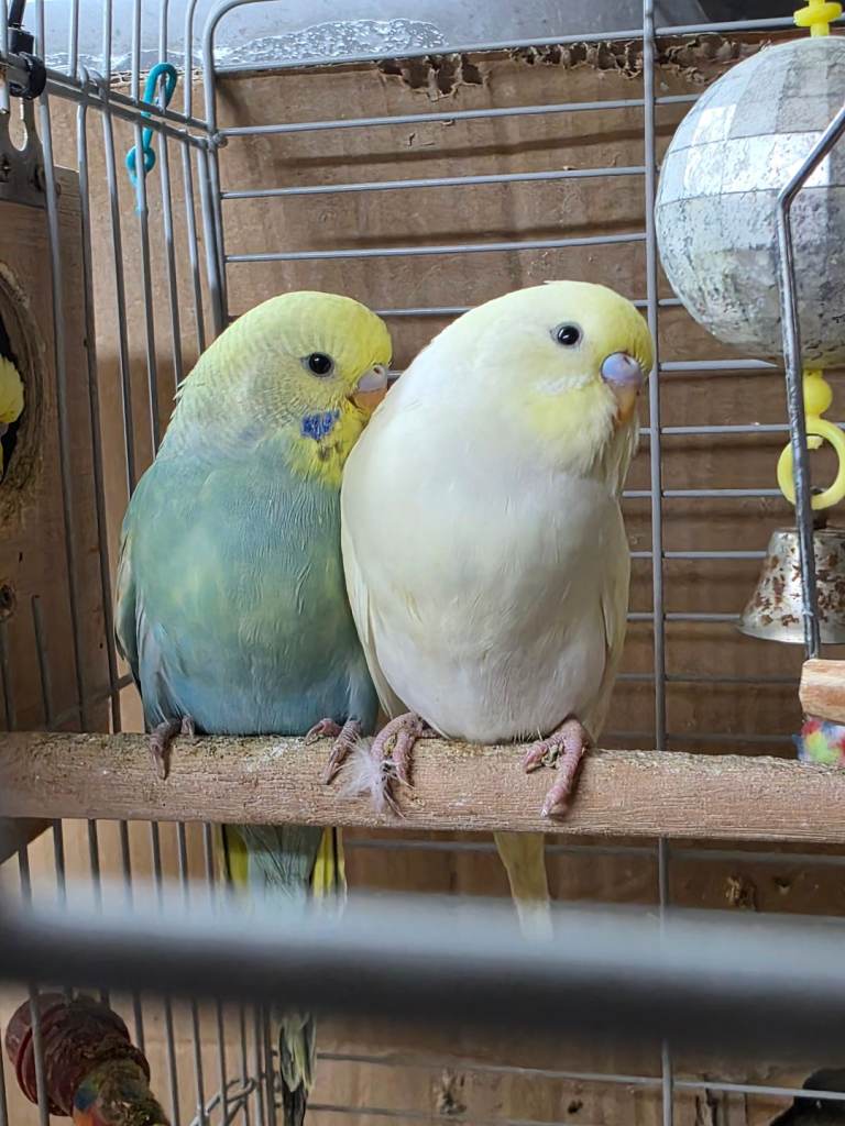 Gorgeous Baby Budgies