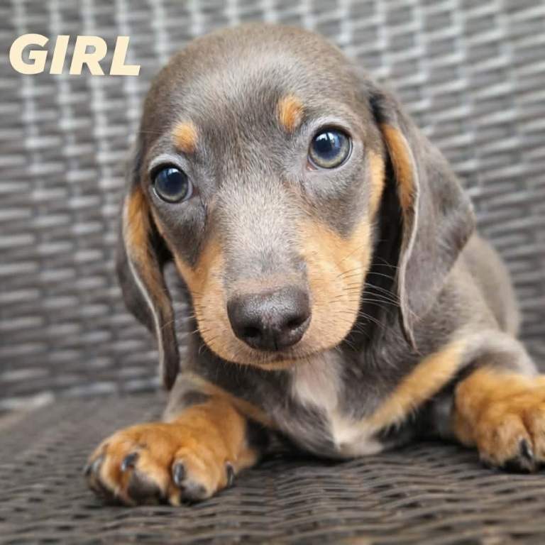 beautiful dachshund puppies 