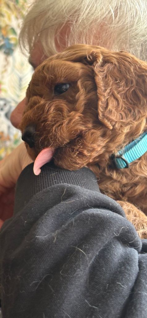 Adorable Cockapoo Puppies Looking for Loving Homes