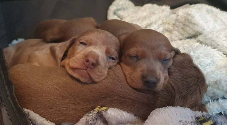 Beautiful Dachshund Puppies