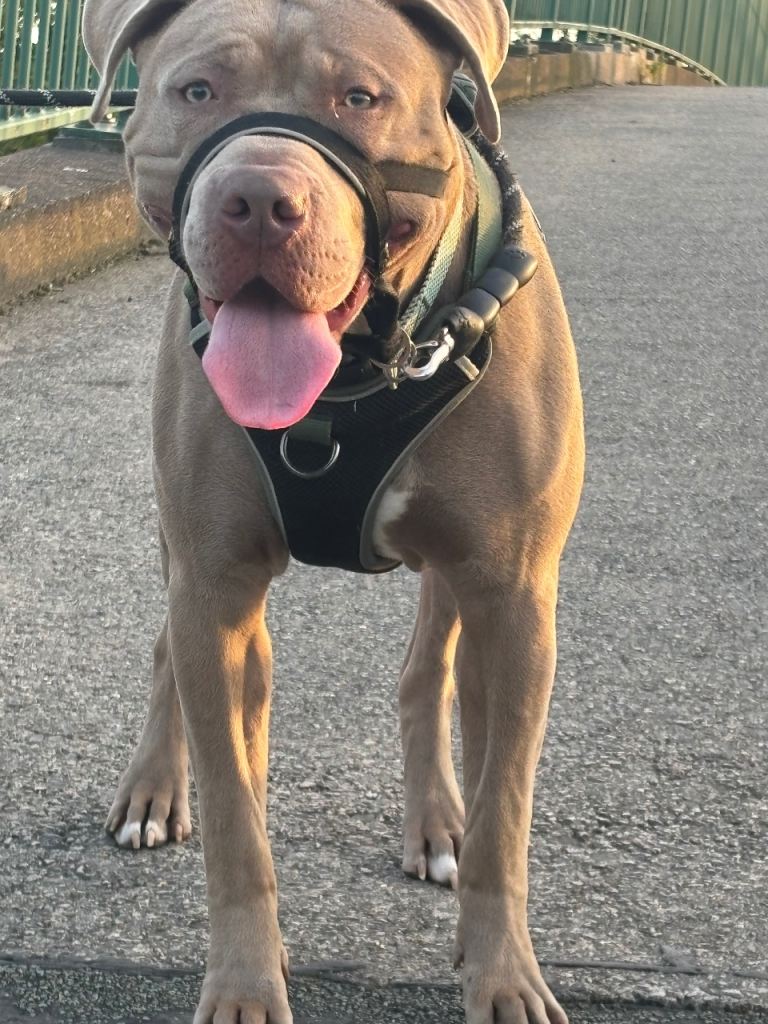Cane corso cross american bull terrior