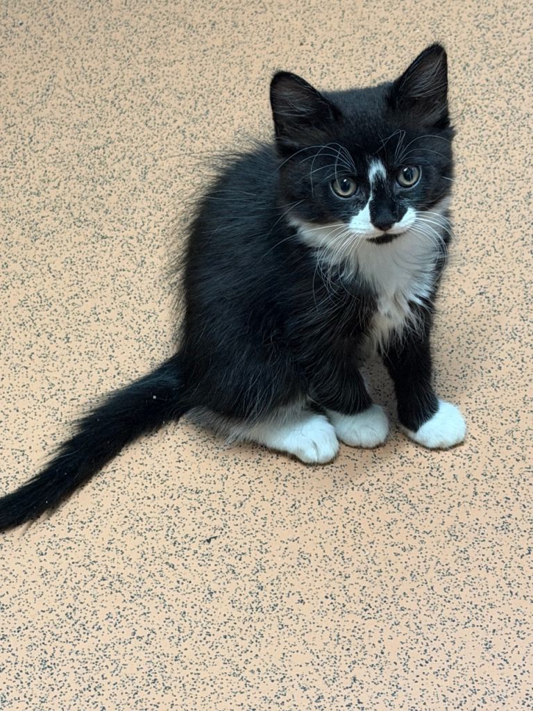 Beautiful Kittens Looking for Loving Homes 🐱❤️