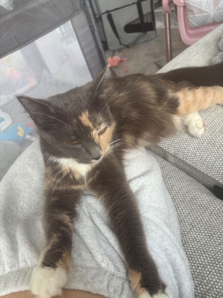  Gorgeous girl cat ❤️