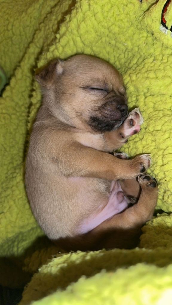 Chihuahua x Shih Tzu puppies