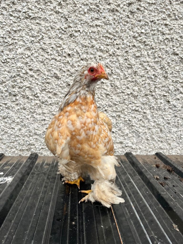 Bantam Chickens for sale