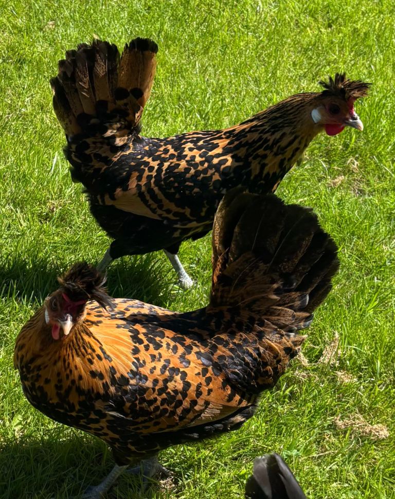 Striking bantum pair - 1 year old 