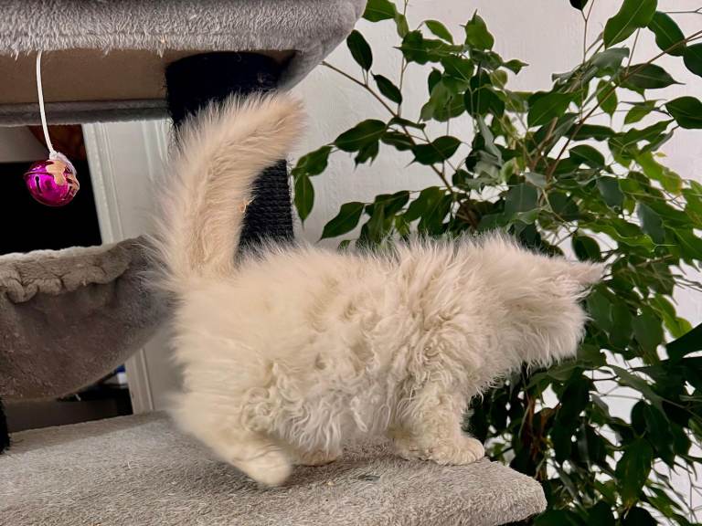 SELKIRK REX KITTENS READY NOW