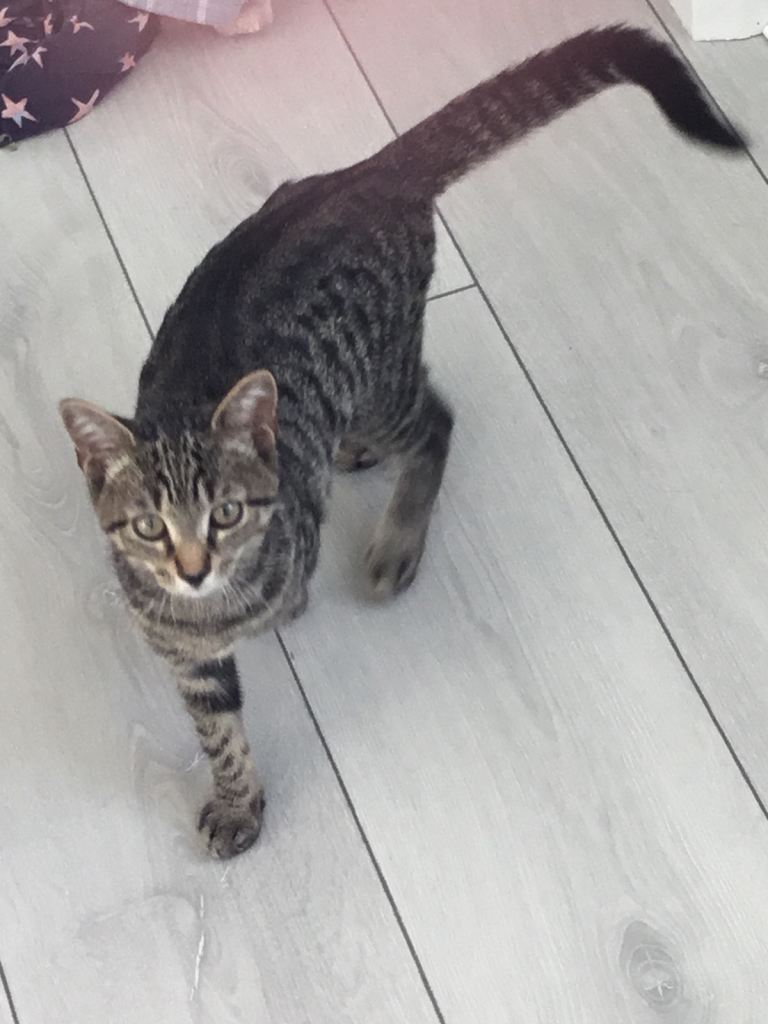 Tabby kitten