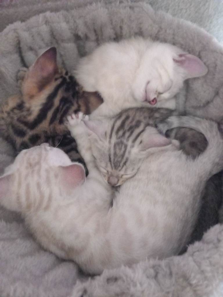 Bengal Kittens