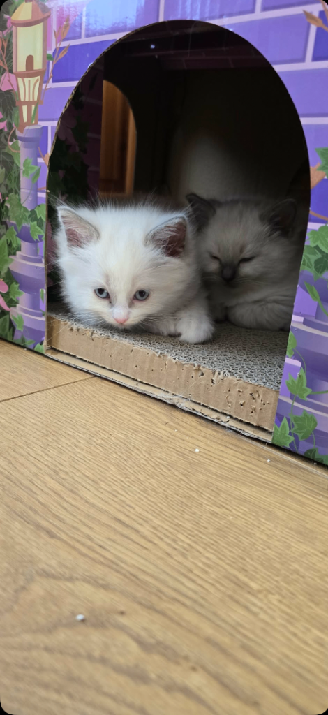 Beautiful blue point and bicolour ragdoll kittens for sale 