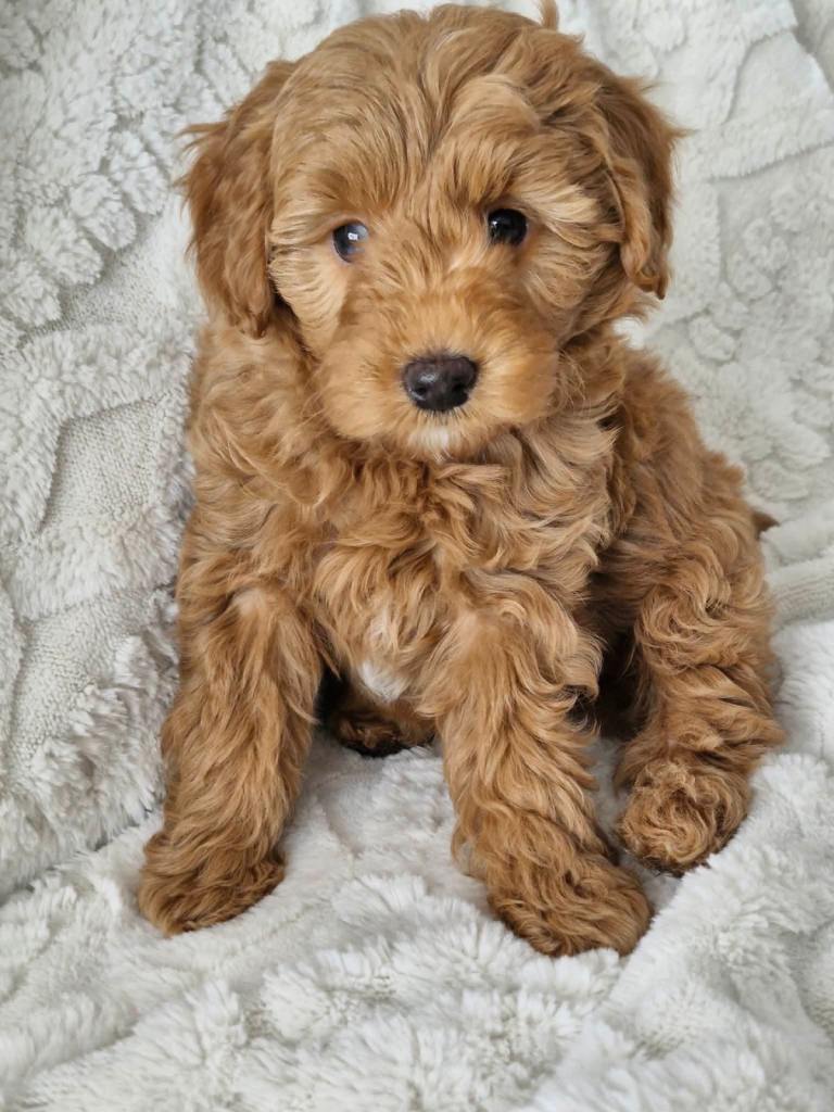 Miniature/toy F1b Goldendoodle puppies