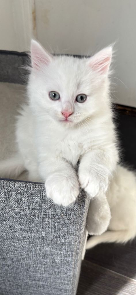 Fluffy white half kittens 