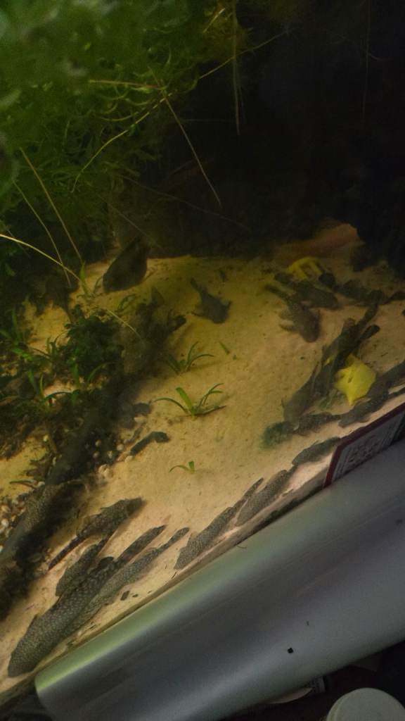 Bristlenose Pleco's