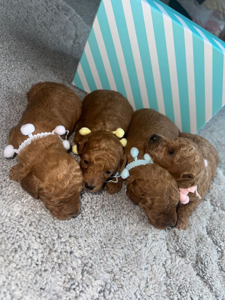 Toy poodles 