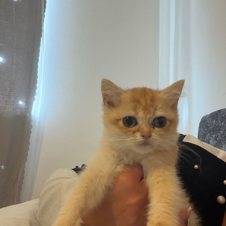 Only 2 left Golden Chocolate British shorthairs