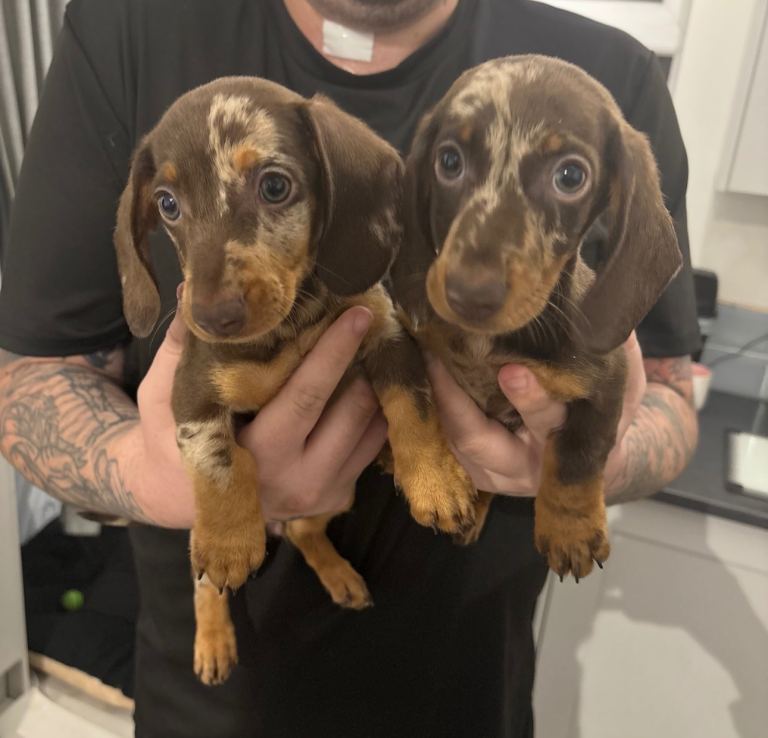 1 girl 1 boy dachshunds puppy