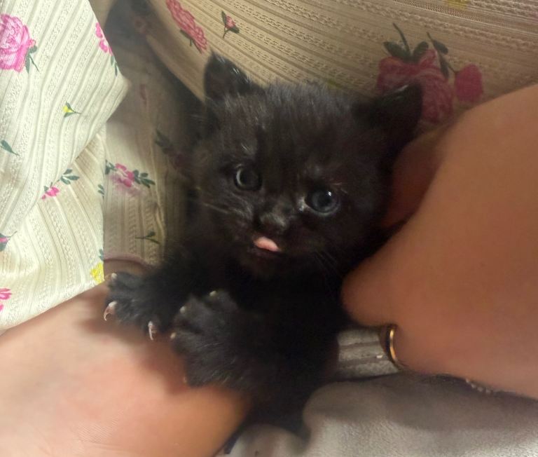 British shorthair kittens please read advert 