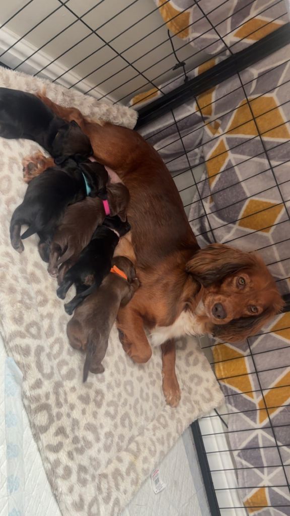 Cocker spaniel pups 