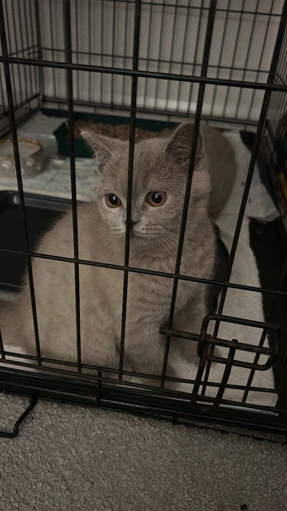 1 British shorthair boy for sale *ready to go now!*