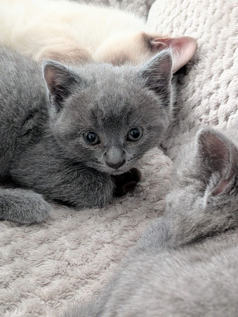 BSH kittens for sale