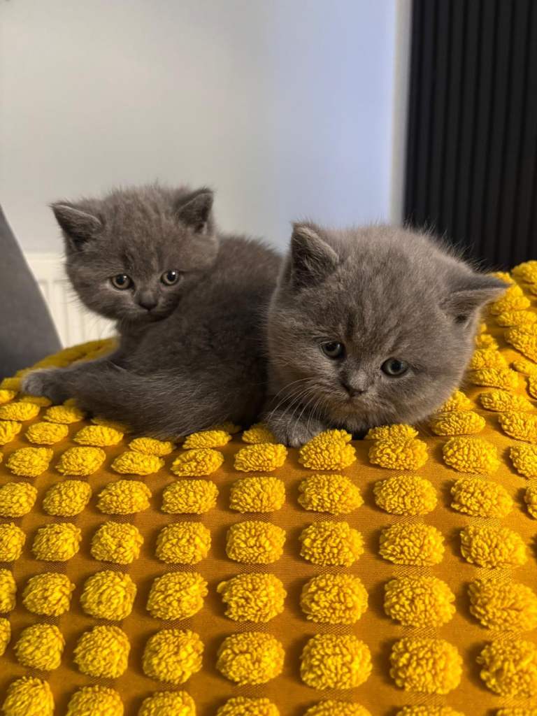 Stunning British shorthair kittens ready to go