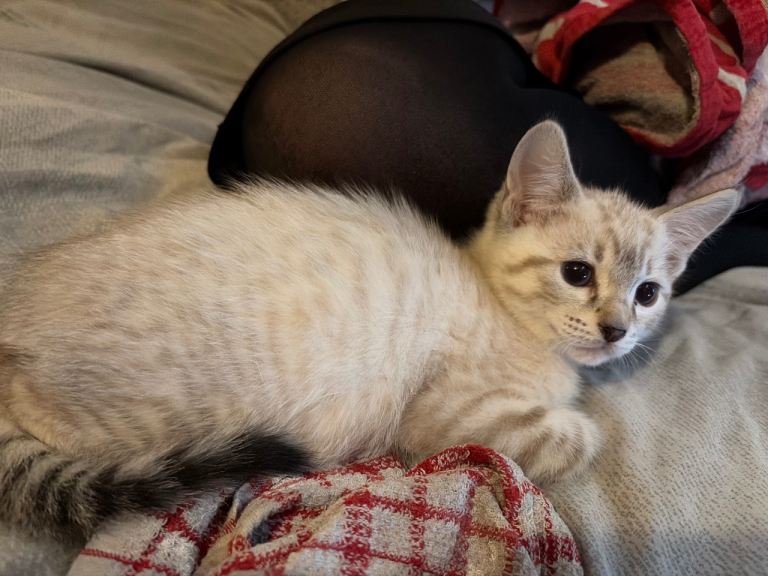 Ragdoll snow bengal cross kitten READY NOW