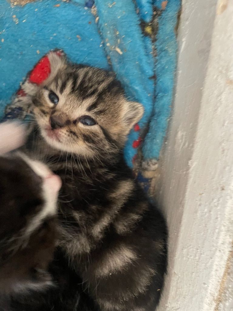 Kittens, 