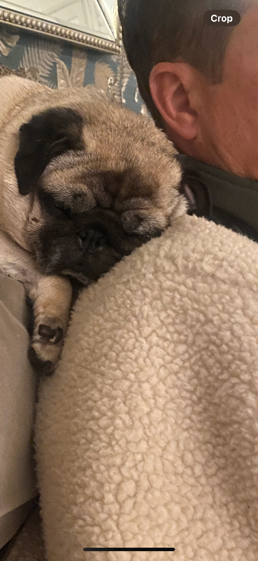 8 year old pug needs home 