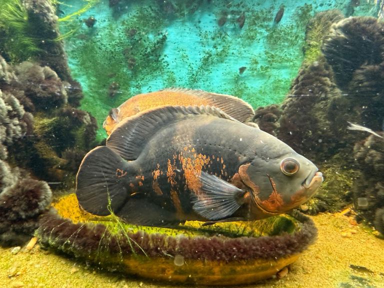 Pair of Oscar fish