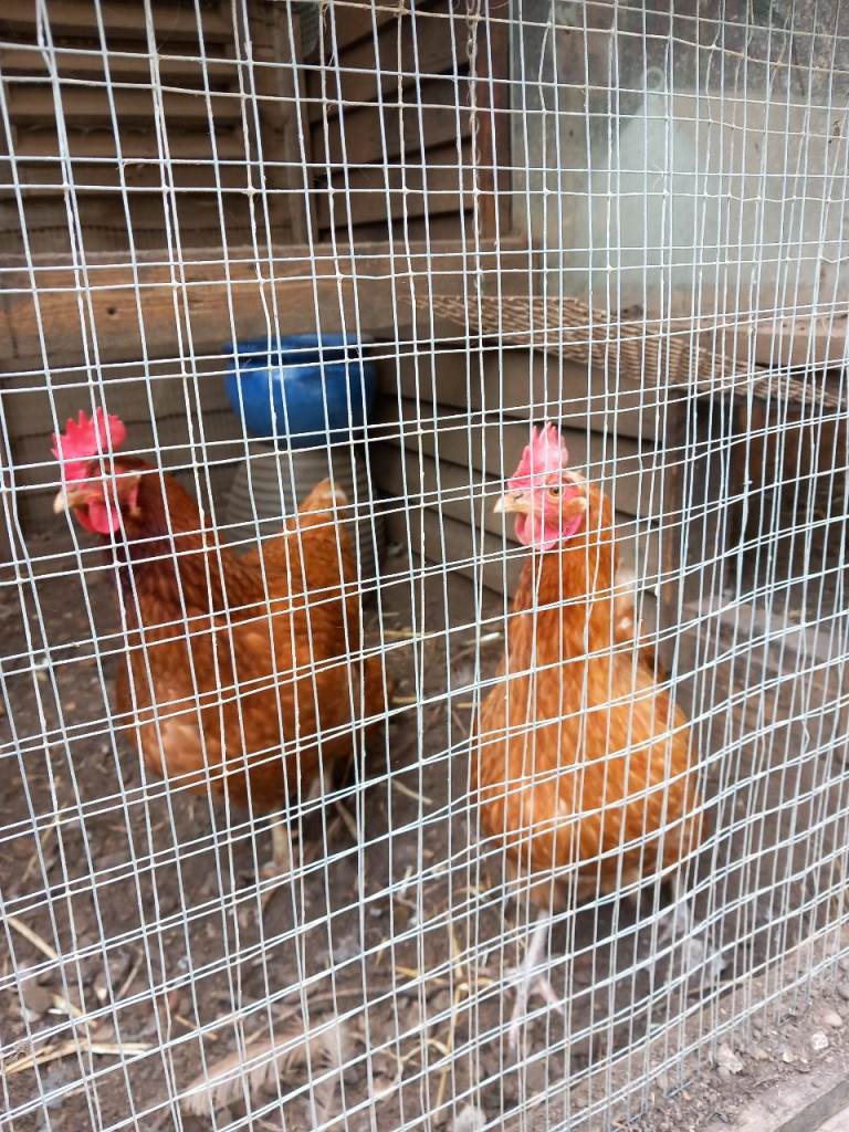  2 Chicken/Hens for sale