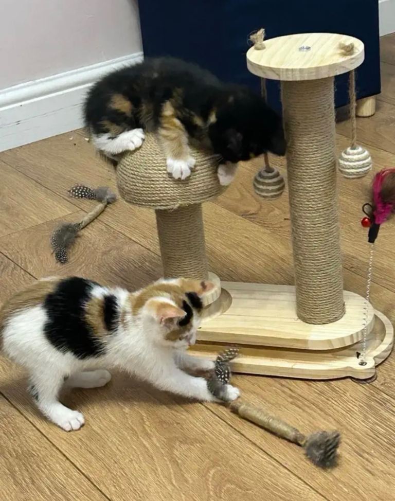 Cat Scratching Post with Toys – As Good As New