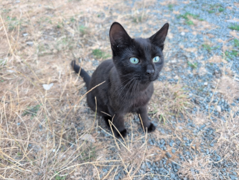 3 kittens for sale