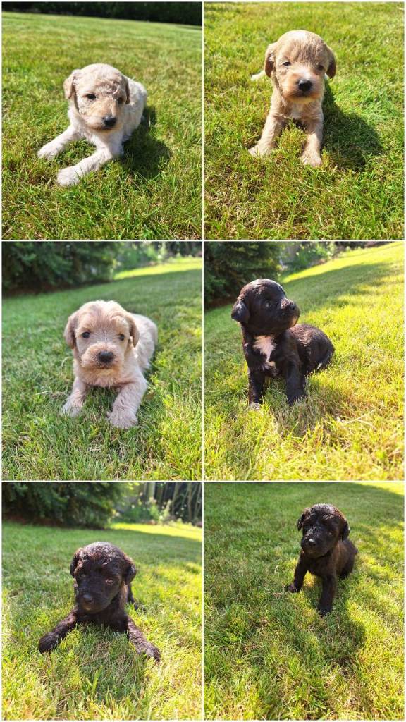 Borderpoo puppies 3 girls 1 boy left x