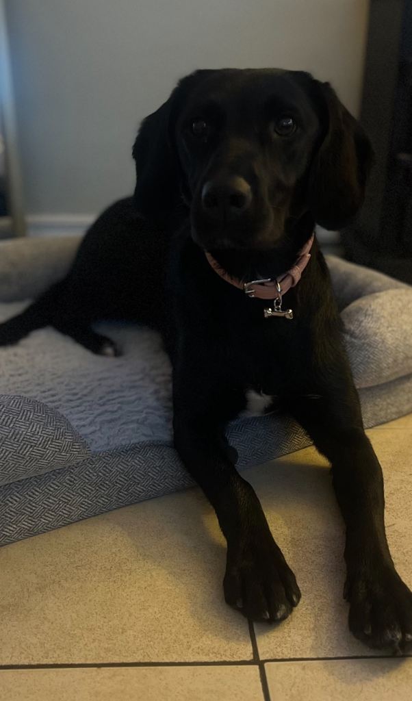 One year old Springador looking for her forever home