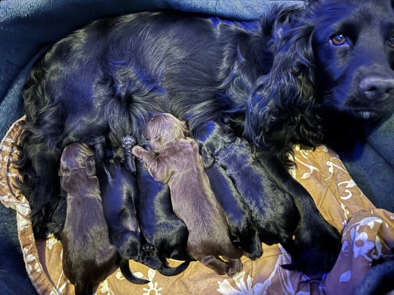 Gorgeous cocker spaniel puppies!