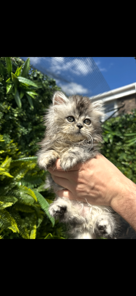 Willow: A Beautiful Doll  faced silver tipped  Chinchilla persian Kitten