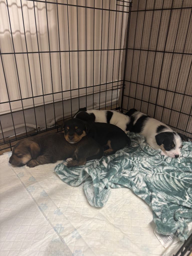 Jack Russell cross puppies 