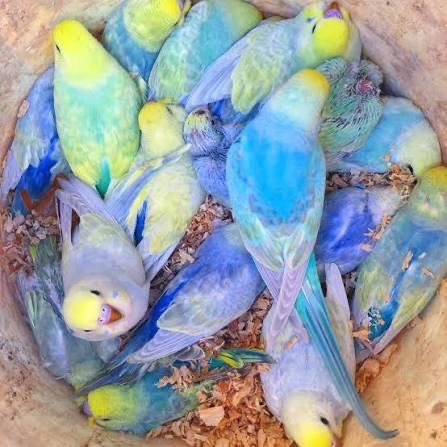 Baby budgies&cage&food