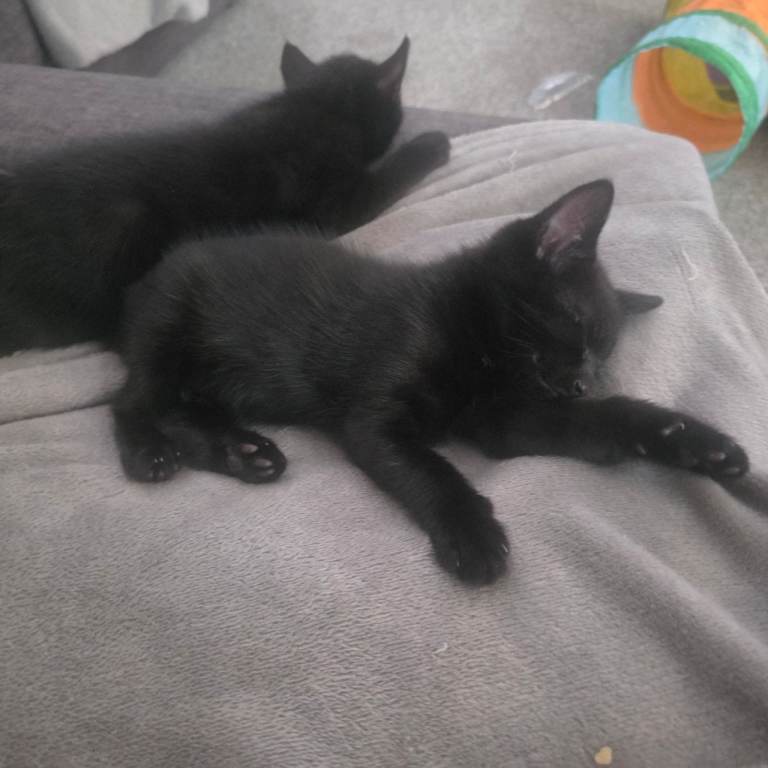 2 black boys kitten left