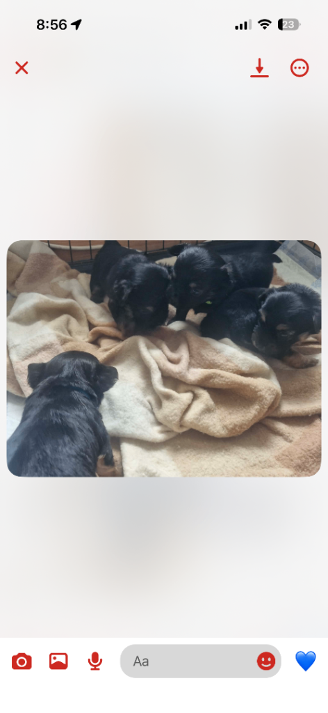 Chorkie puppy’s for sale 