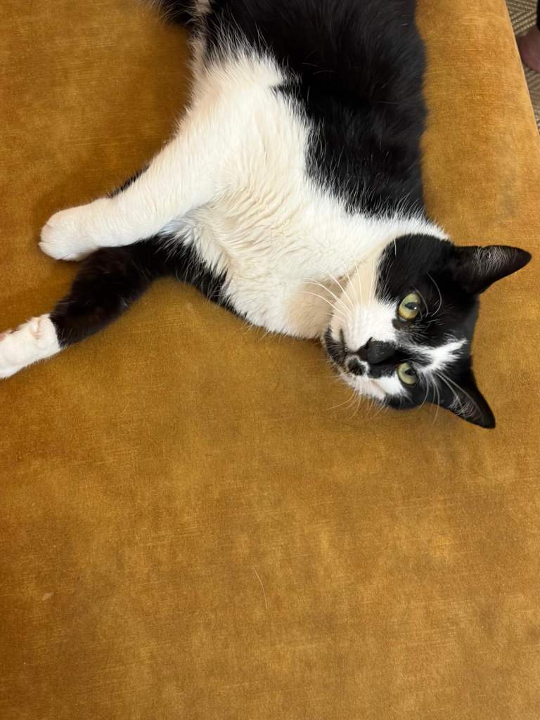 Loving cat for a new home