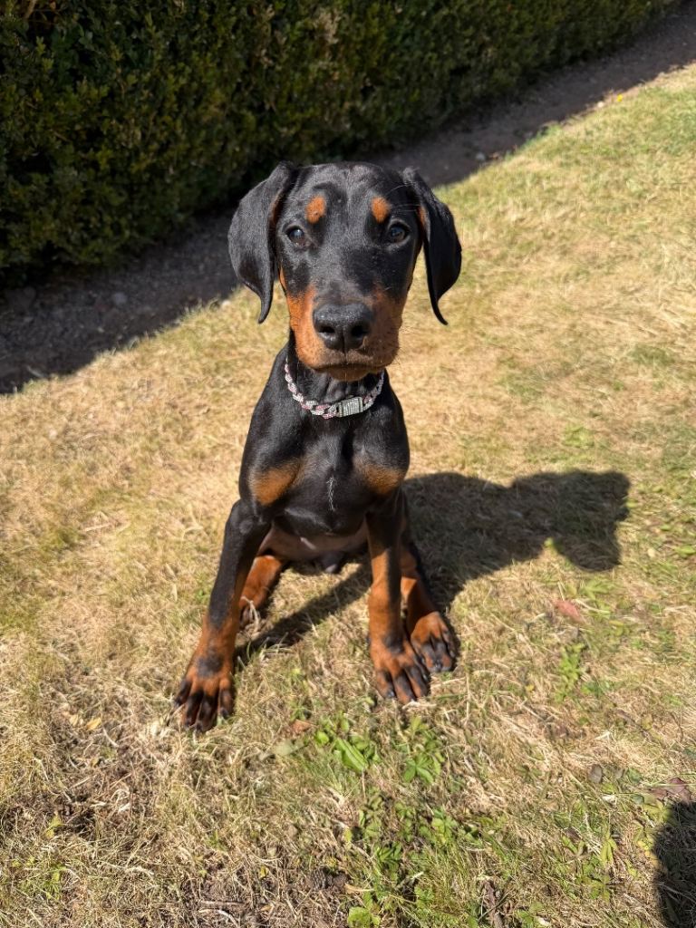 Doberman puppy 