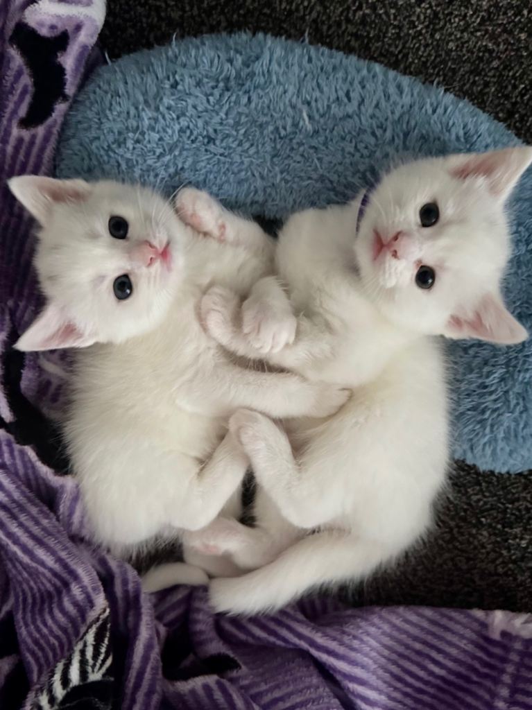 Adorable White Kittens Sisters for Sale 🐾