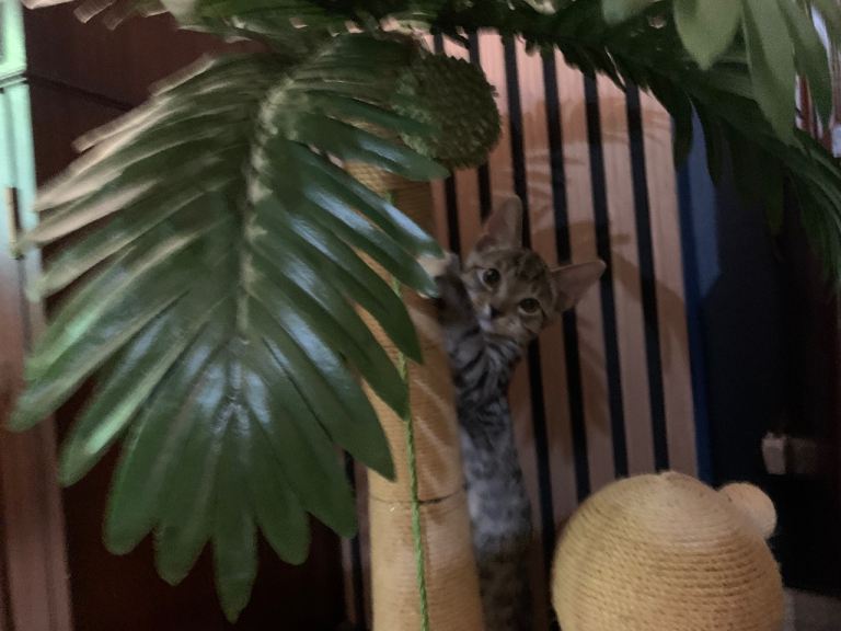 Kitten looking for new home