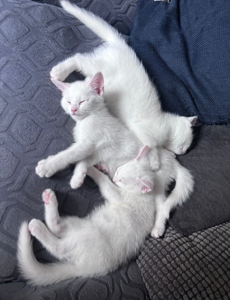 Beautiful pure white kittens - Stunning Blue Eyes 🩵