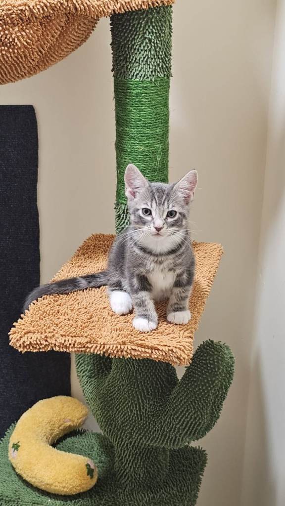 Beautiful Silver Tabby Kitten – Loving & Playful 🐾