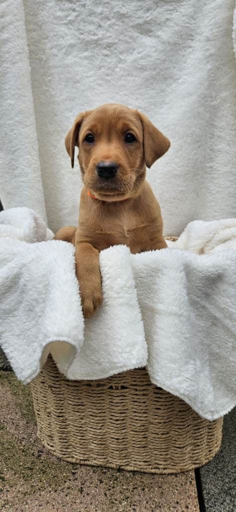 Red fox Labradors 