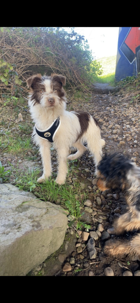 Kelpie X Collie