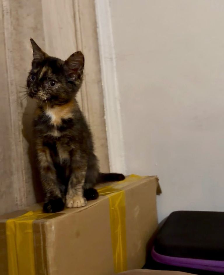 1 final female kitten available 