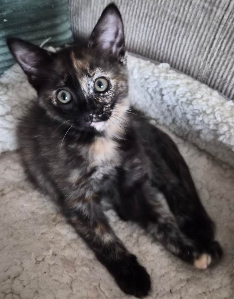 Ragdoll Mixed kitten